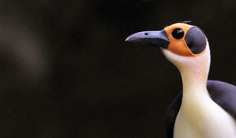 White-necked Rockfowl by Field Guides tour participant Kevin Watson