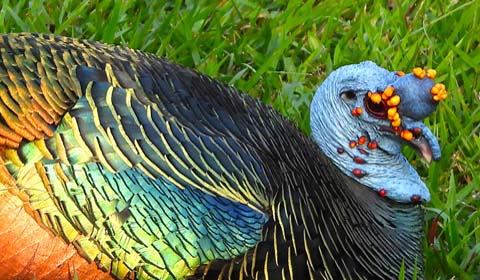 Ocellated Turkey by Field Guides tour participant David Prescott
