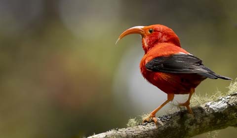Iiwi in Hawaii by participant Paul Beerman on a Field Guides birding tour