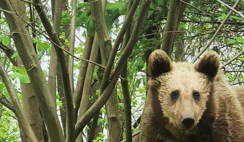 Eurasian Brown Bear by guide Lajos Nemeth-Boka