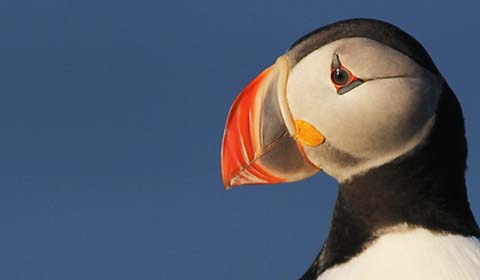 Atlantic Puffin by Eric Hynes
