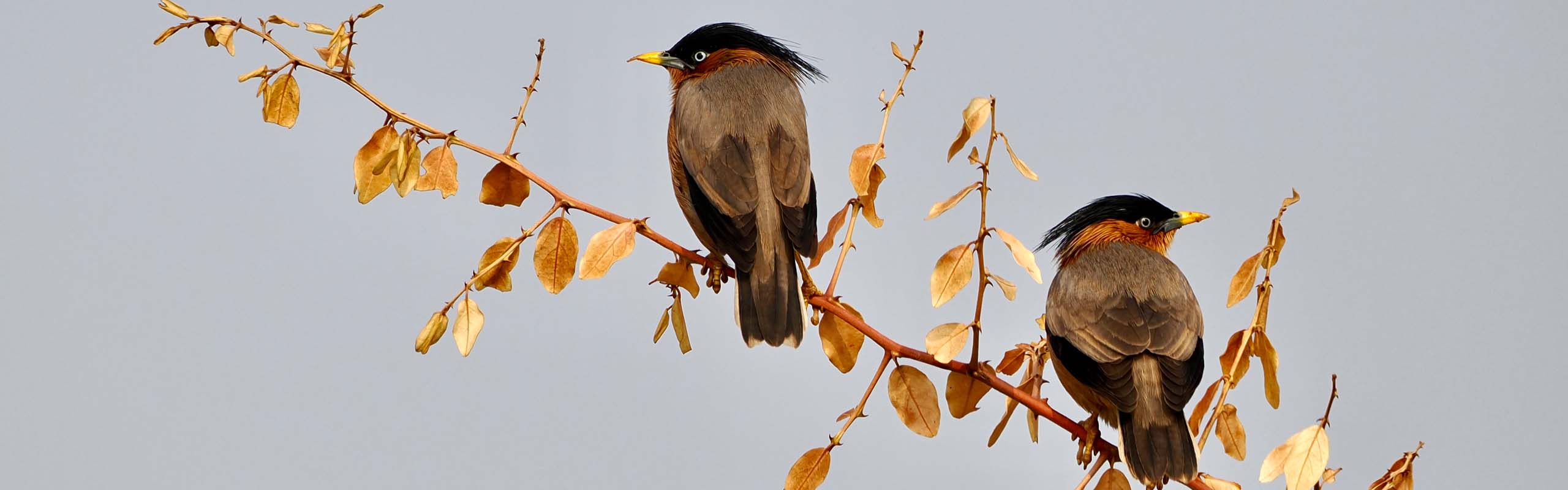 Brahminy Starlings photo by Field Guides tour participant Lois Wood