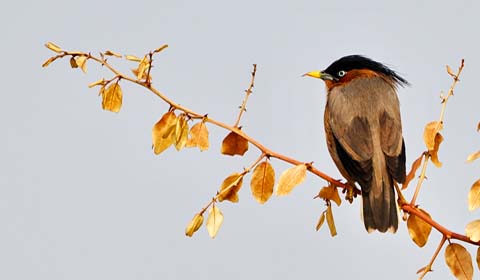 Brahminy Starlings photo by Field Guides tour participant Lois Wood