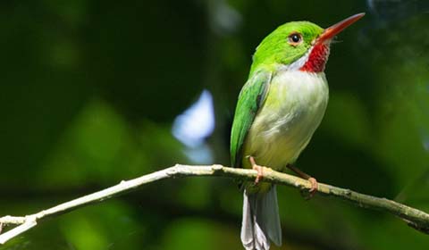 Jamaican Tody by guide Cory Gregory on a Field Guides birding tour