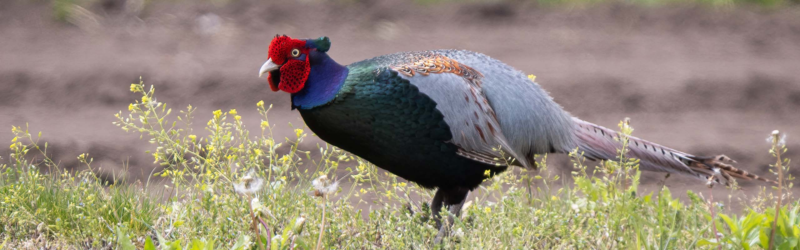 Green Pheasant photo by guide Sam Wilson