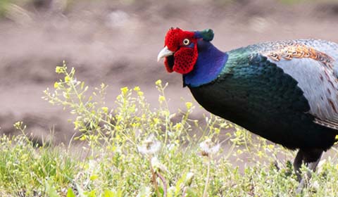 Green Pheasant photo by guide Sam Wilson