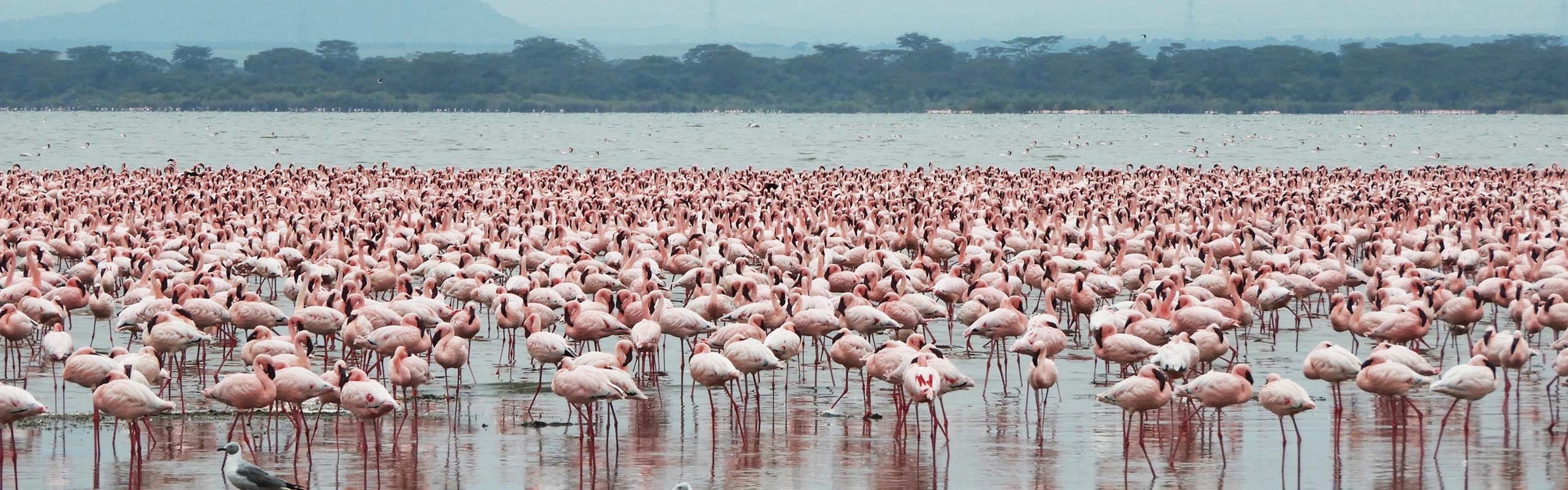 Lesser Flamingos by guide Terry Stevenson