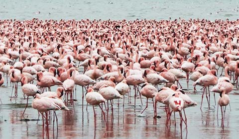 Lesser Flamingos by guide Terry Stevenson