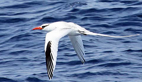View of St. Lucia by participant Doug Clarke on a Field Guides birding tour
