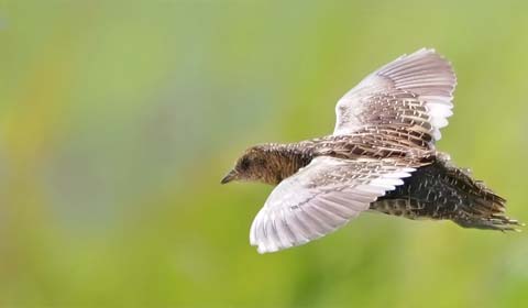 Yellow Rail in Louisiana by guide Alex Sundvall on a Field Guides birding t