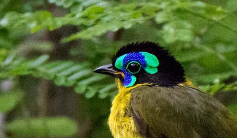 Schlegel's Asity by Field Guides tour participant Randy Siebert