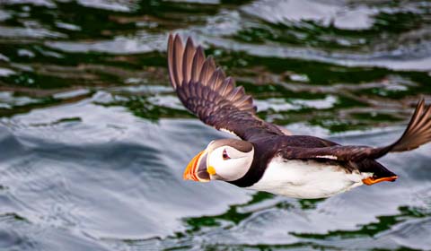 Atlantic Puffin by participant Mike Warner on a Field Guides birding tour