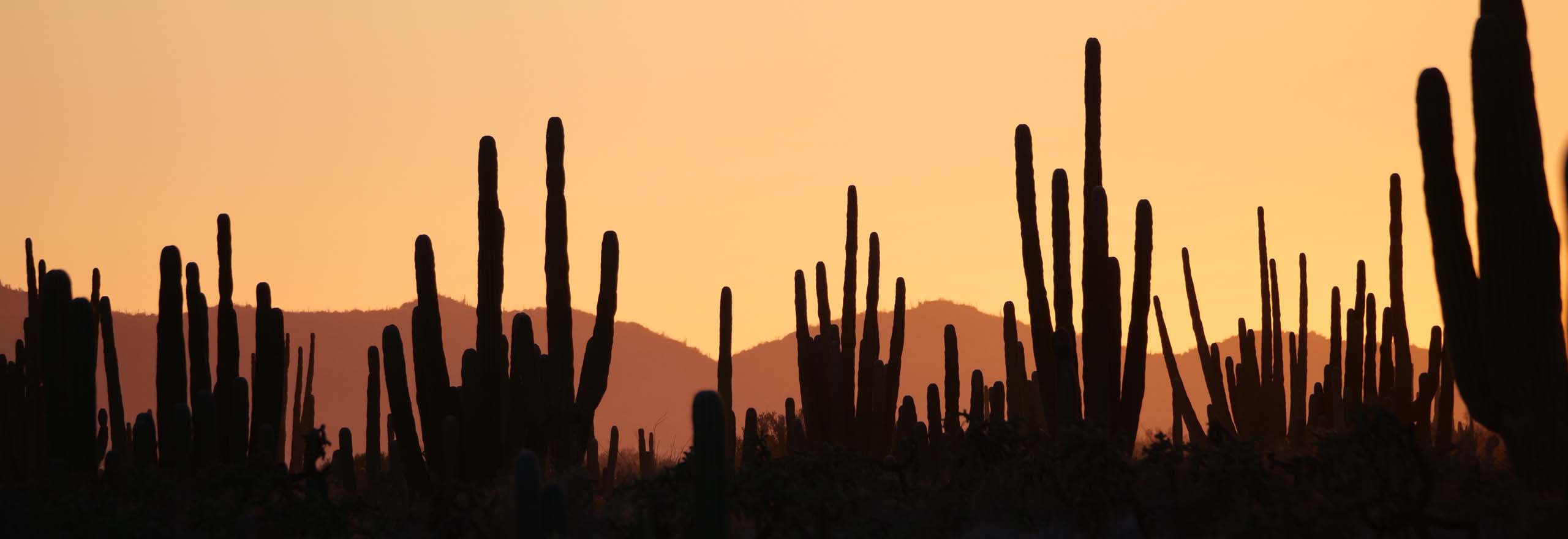 Cardon cacti at sunset in Mexico by guide Micah Riegner on a Field Guides birding tour Cardon cacti at sunset in Mexico by guide Micah Riegner on a Field Guides birding tour