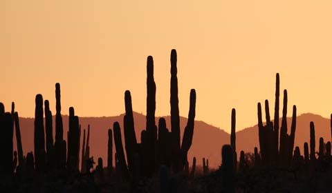 Cardon cacti at sunset in Mexico by guide Micah Riegner on a Field Guides b