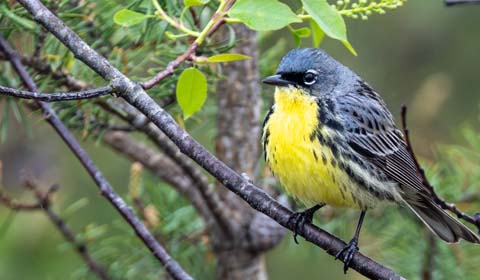 Kirtland's Warbler in Michigan by participant Amy Padgett on a Field Guides
