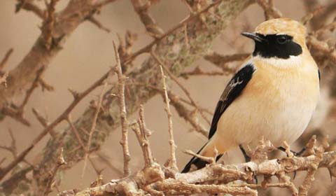 Black-eared Wheatear by Field Guides tour participant Sandy Paci
