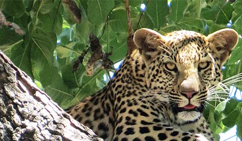 Leopard by Field Guides participant Barbara Williams
