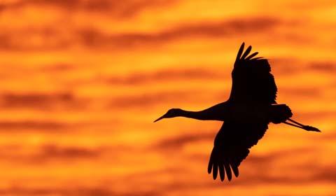 Sandhill Crane in New Mexico by guide Doug Gochfeld on a Field Guides birdi