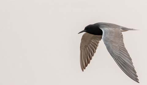 Black Tern in the Dakotas by participant Paul Beerman on a Field Guides bir
