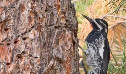 Williamson's Sapsucker in Oregon by guide Cory Gregory on a Field Guides bi