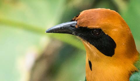 Rufous Motmot by Field Guides tour participant David Baker