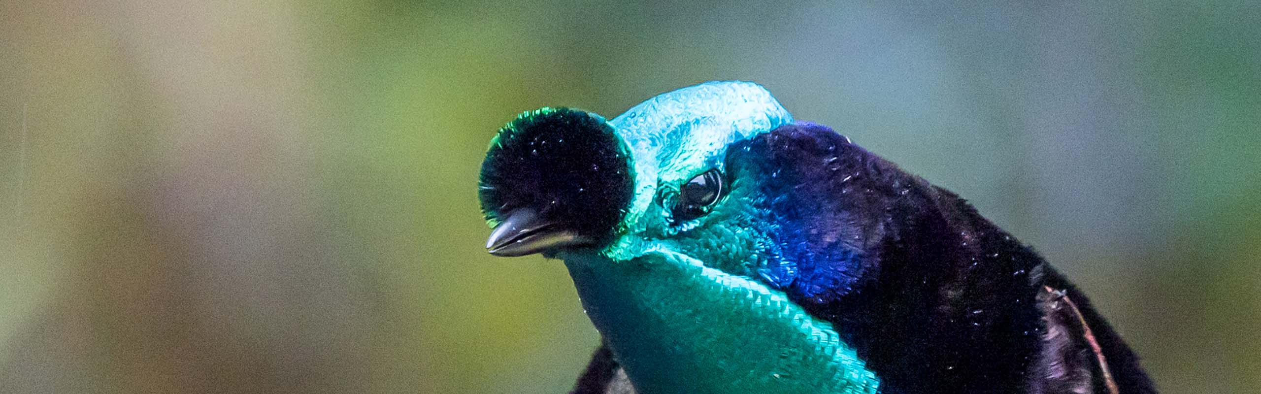 Ribbon-tailed Astrapia photo by Field Guides participant Linda Rudolph Ribbon-tailed Astrapia photo by Field Guides participant Linda Rudolph