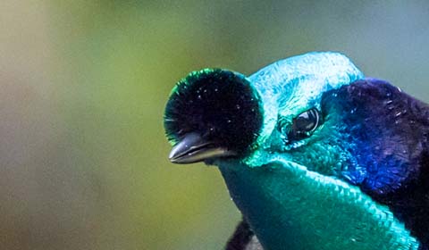 Ribbon-tailed Astrapia photo by Field Guides participant Linda Rudolph