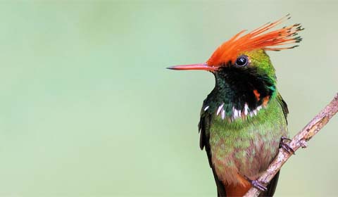 Rufous-crested Coquette by Field Guides tour participant Kevin Watson