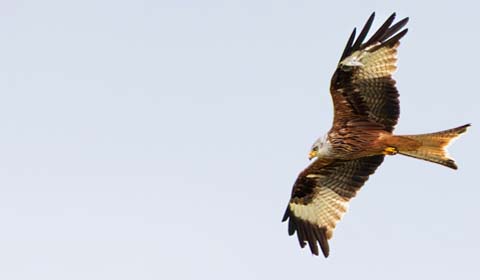 Red Kite by Field Guides tour participant Roger Frieden