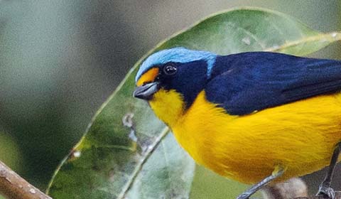 Puerto Rican Euphonia by participants David & Judy Smith on a Field Guides