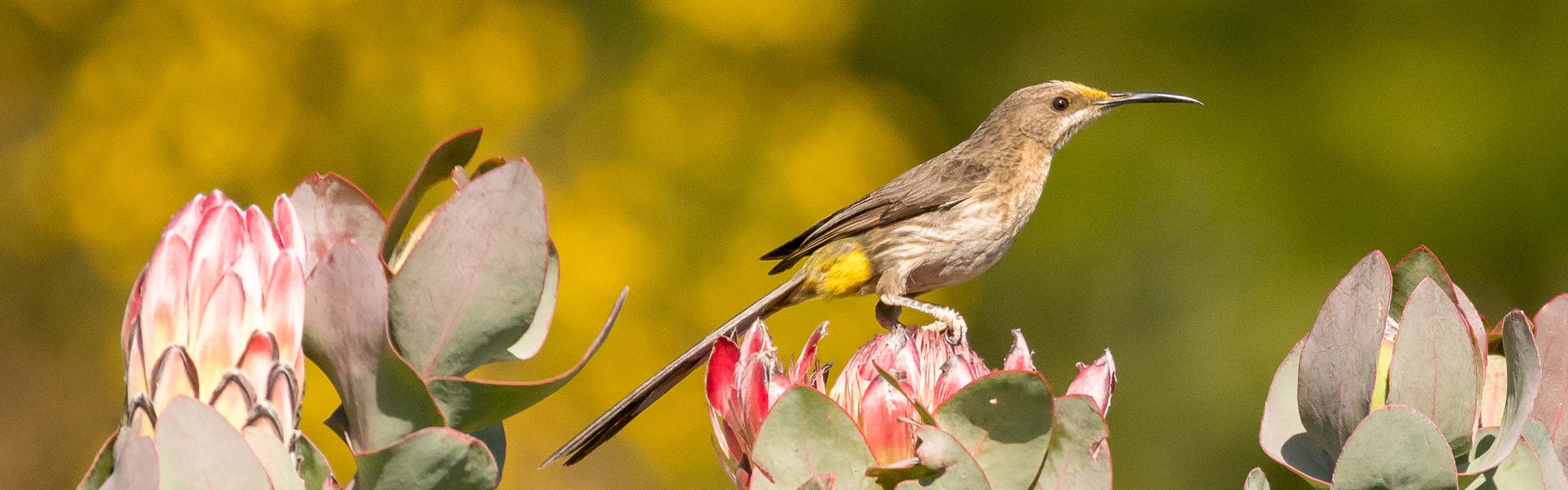 Cape Sugarbird image by guide Tarry Butcher