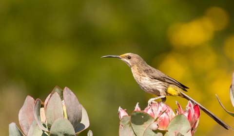 Cape Sugarbird image by guide Tarry Butcher