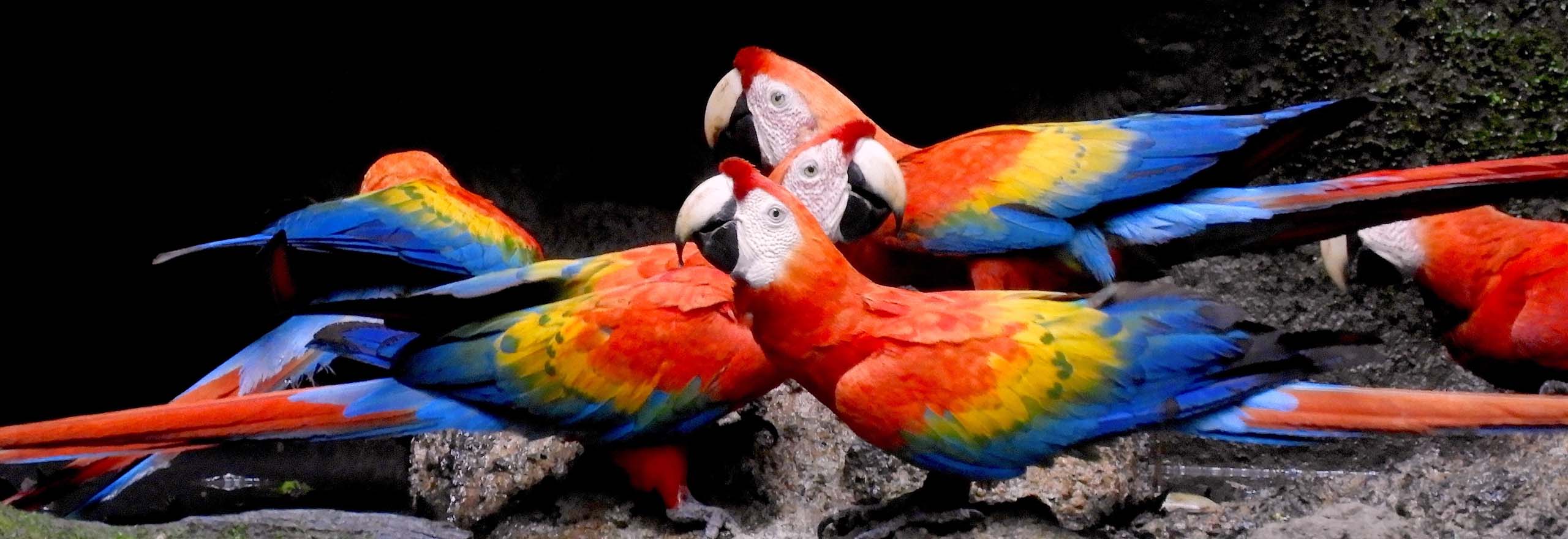Scarlet Macaws at Ecuador's Sacha Lodge by guide Willy Perez