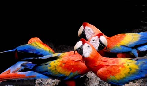 Scarlet Macaws at Ecuador's Sacha Lodge by guide Willy Perez