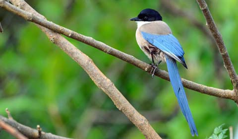 Iberian Magpie by Field Guides tour participant John Missing