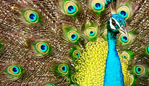 Indian Peafowl photo by Field Guides tour participant Maureen Phair