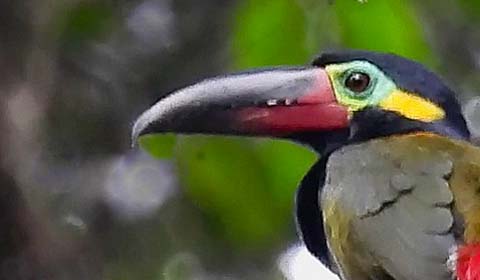 Guianan Toucanet by Field Guides tour participant Judy Harackiewicz