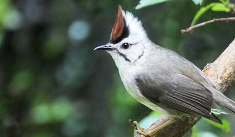 Taiwan Yuhina photo by Field Guides tour participant Karen Hamblett