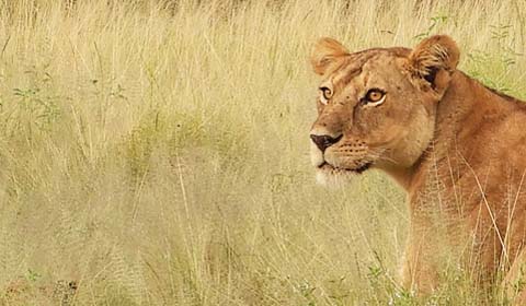 Lions in the Serengeti image by guide Terry Stevenson