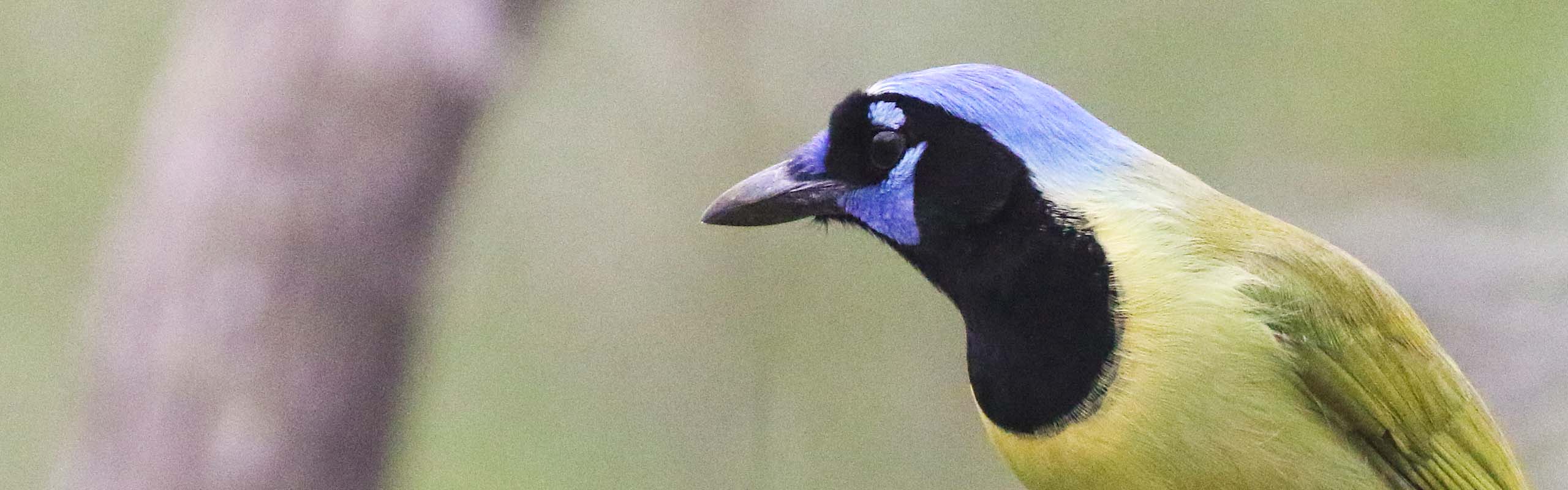 Green Jay in south Texas by guide Chris Benesh on a Field Guides birding tour Green Jay in south Texas by guide Chris Benesh on a Field Guides birding tour