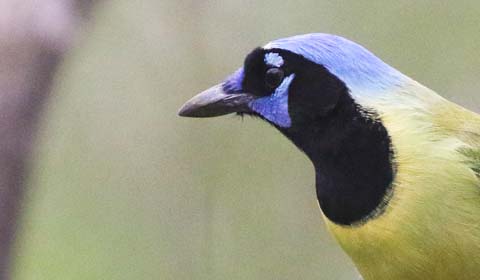 Green Jay in south Texas by guide Chris Benesh on a Field Guides birding to