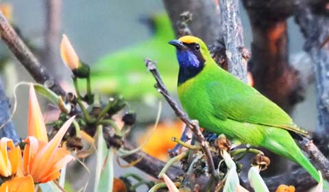 Golden-fronted Leafbird photo by Field Guides participant Richard Kaskan