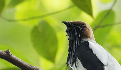 Bearded Bellbird by Field Guides tour participant Holger Teichmann