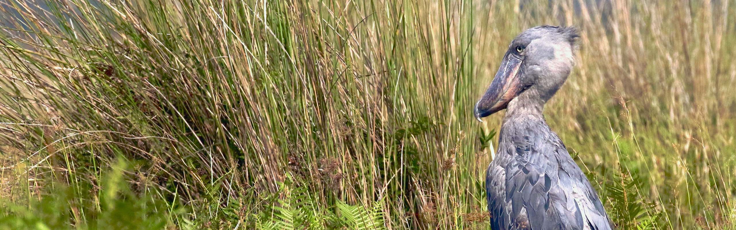 Shoebill photo by Field Guides participant Paul Koker Shoebill photo by Field Guides participant Paul Koker