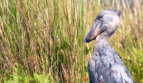 Shoebill photo by Field Guides participant Paul Koker