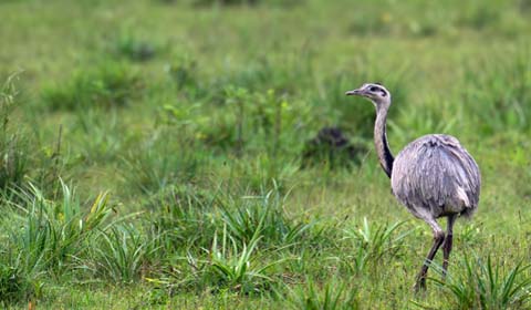 Greater Rheas by Field Guides tour participant Sid England