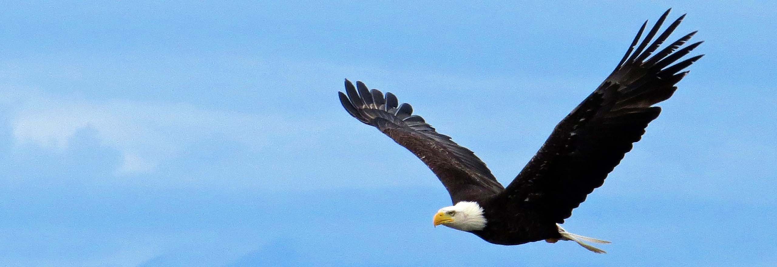 Bald Eagle by participant Cliff Thurber on a Field Guides birding tour Bald Eagle by participant Cliff Thurber on a Field Guides birding tour