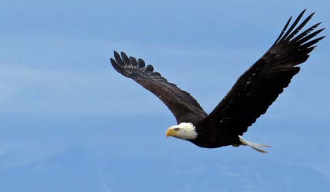 Bald Eagle by participant Cliff Thurber on a Field Guides birding tour