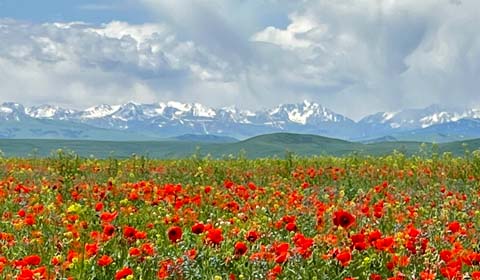 Poppies and Tien Shan Mountains photo by participant Kirsten Tucker