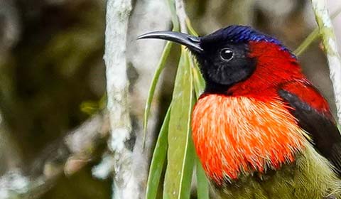 Delacour's Langurs photo by guide Doug Gochfeld